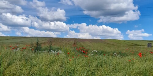 Zielona łąka. Na łące kwiaty czerwone  i zielona trawa. W tle niebieskie niebo z białymi chmurami.