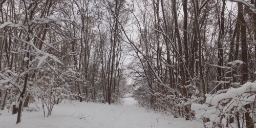 Droga pokryta śniegiem. Dookoła las.